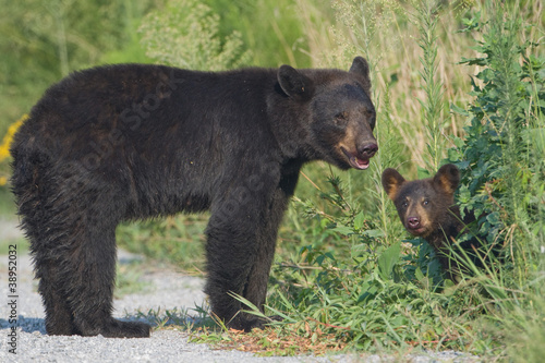 Fotoboard na płycie Czarny niedźwiedź matka z cub. 