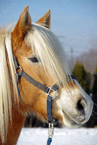 Board z aluminiowym obramowaniem Haflinger