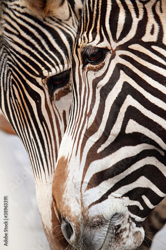 Plakat na papierze fotorealistycznym Equus grevyi