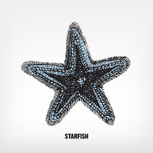 Engraving Vintage Starfish.