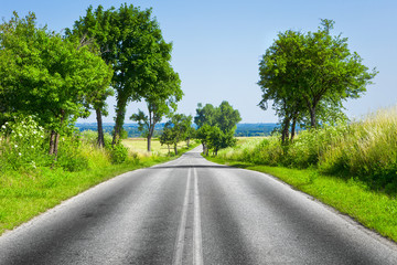 Wall Mural - Road and green tree