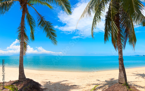 Plakat na papierze fotorealistycznym Panoramiczny tropikalnej plaży z palmy kokosowej. 