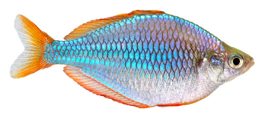 Canvas Print - Dwarf Neon Rainbow fish