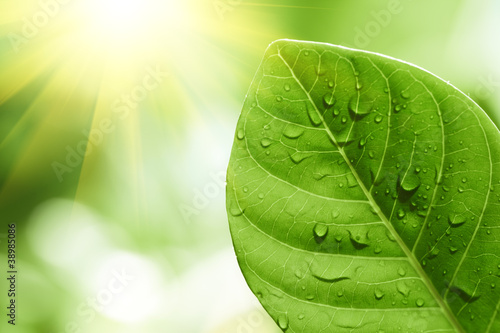 Green leaf with water drops on it