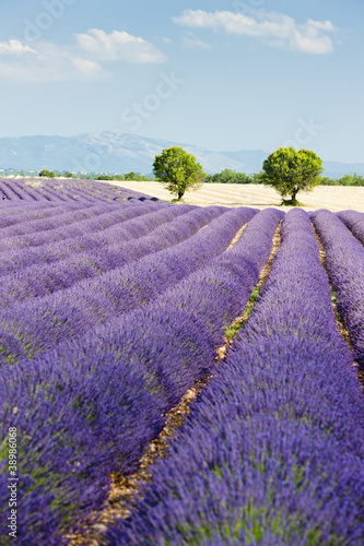 Tapeta ścienna Lawendowe pole, płaskowyż Valensole, Prowansja, Francja