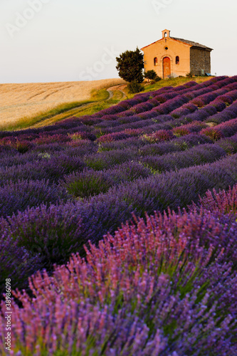 Naklejka dekoracyjna chapel with lavender and grain fields, Plateau de Valensole, Pro