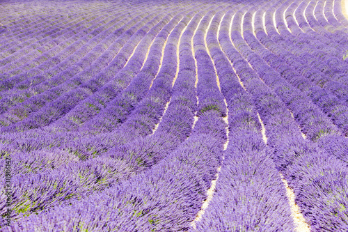 Tapeta ścienna Lawendowe pole, płaskowyż Valensole, Prowansja, Francja