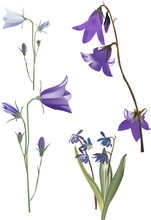 Blue Campanula Flowers Collection