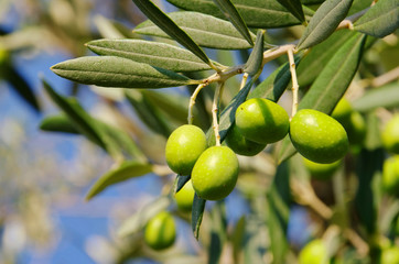 Wall Mural - Olive 44