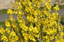 Closeup Yellow Mullein Flower