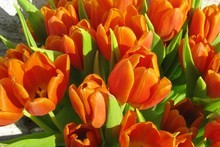 Orange Flowering Tulips In Spring