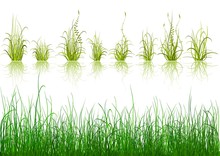 Green Grass - Isolated On White Background