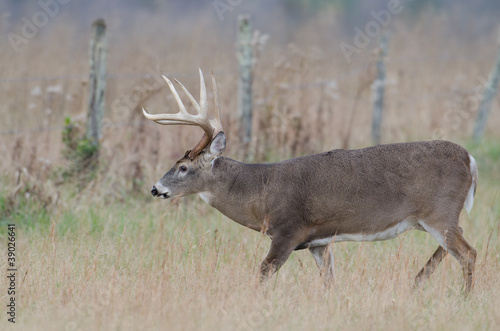 Board z aluminiowym obramowaniem Jeleń whitetail buck w polu mglisty