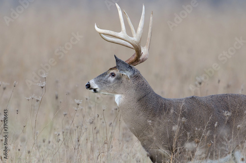 Board z aluminiowym obramowaniem Jeleń whitetail buck w polu mglisty