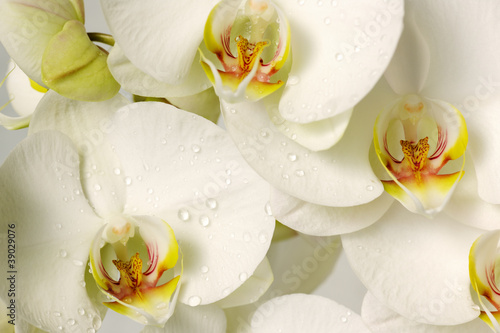 Obraz na płótnie canvas trzyczęściowy "tryptyk" Białe orchidee