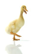 Duckling walking on a white background whilst quacking.