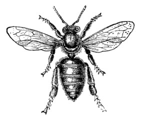 Poster - Worker Bee, vintage engraving.