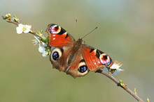 Peacock Butterfly Inachis Io