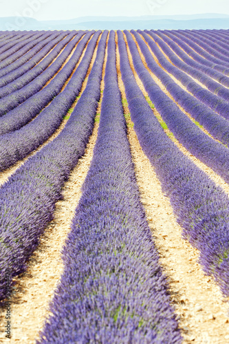 Tapeta ścienna Lawendowe pole, płaskowyż Valensole, Prowansja, Francja