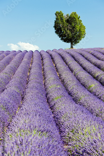 Tapeta ścienna Lawendowe pole, płaskowyż Valensole, Prowansja, Francja