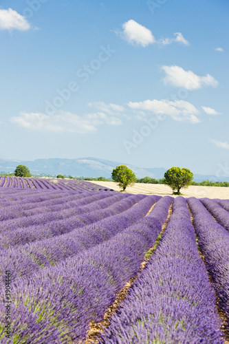 Tapeta ścienna Lawendowe pole, płaskowyż Valensole, Prowansja, Francja