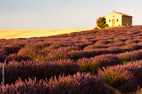 Tapeta ścienna Kaplica z lawendowego pola, plateau de valensole, prowansja, francja