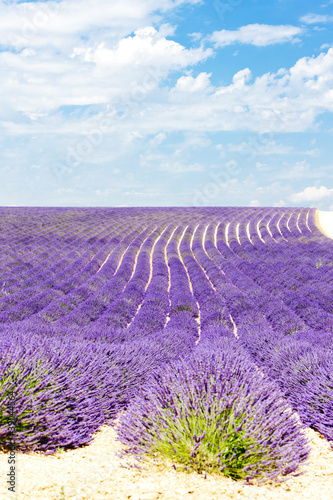 Tapeta ścienna Lawendowe pole, płaskowyż Valensole, Prowansja, Francja
