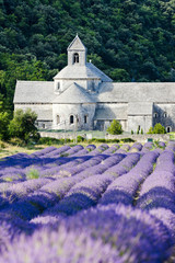 Poster - Senanque abbey with lavender field, Provence, France