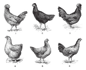 Wall Mural - hens, 1. houdan chicken. 2. hen the arrow. 3. hen crevecoeur. 4.