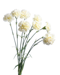 Wall Mural - white carnation