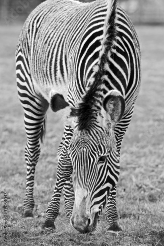 Plakat na papierze fotorealistycznym Zebra mono