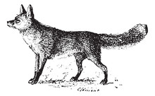 Fox, Vintage Engraving.