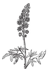 Wall Mural - reseda or mignonette, vintage engraving.