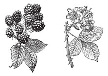 Blackberry Flower, Blackberry Fruit, Vintage Engraving.