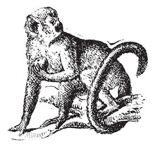 Squirrel Monkey Or Saimiri, Vintage Engraving.