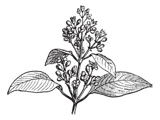 Wall Mural - sandalwood leaves and buds, vintage engraving.