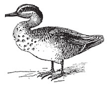 Common Teal Or Anas Crecca Vintage Engraving