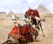 Bedouin camel rests near the Pyramids, Cairo, Egypt