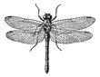 Fig 1. Dragonflies, vintage engraving.