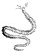 Nereididae or Ragworm, vintage engraving.