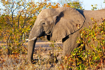 African elephant in Kruger National Park, South Africa