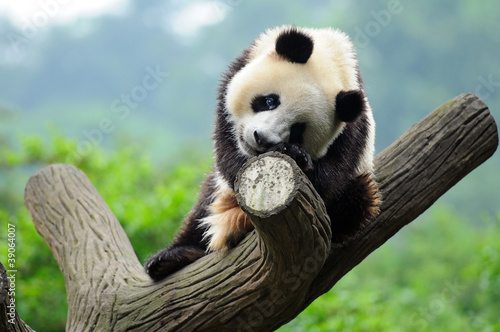 Board z aluminiowym obramowaniem Wielki niedźwiedź panda w drzewo