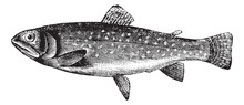 Brown Trout Or Salmo Trutta, Vintage Engraving