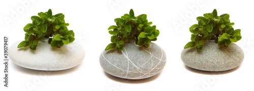Fototapeta Leaf and a pebbles on white