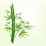 Bamboo green fresh, vector illustration