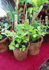 Wall Mural - parsley plants