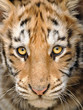Closeup baby tiger head