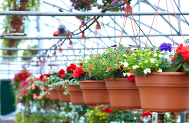 Poster - Beautiful flowers at flower shop.