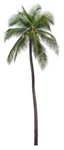 Coconut Palm Tree Isolated On White Background