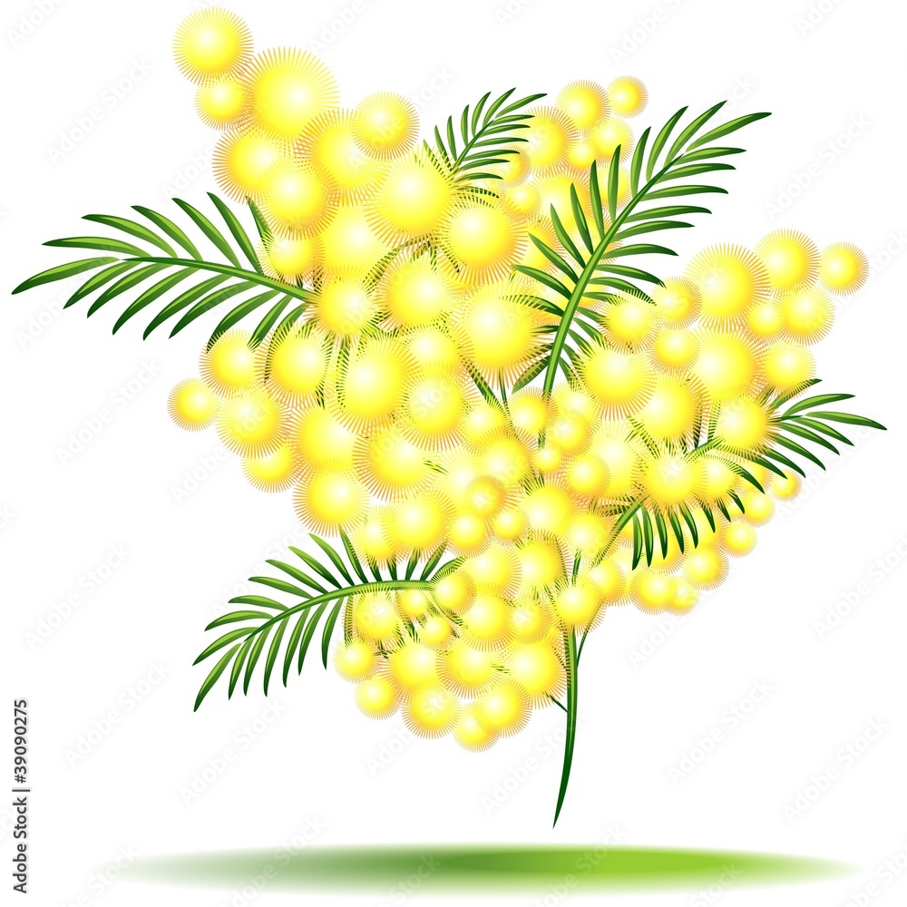 Mimosa in Fiore-Flower-Festa della Donna-Vector Stock Vector